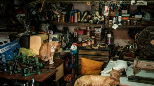 La capital indonesia proh&iacute;be el consumo de carne de perros y gatos