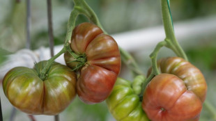 Canicules et s&eacute;cheresse : un &eacute;t&eacute; de pertes agricoles, une rentr&eacute;e pleine d'inconnues