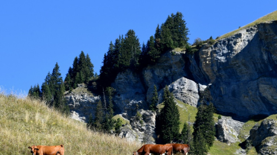 France eases cow diets as cheesemakers sweat