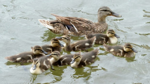 Entenfamilie verursacht Stau auf hessischer Autobahn - K&uuml;ken und Mutter gerettet