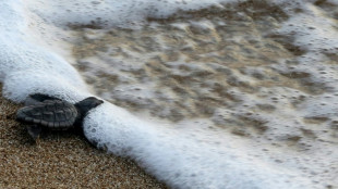 Prohibiciones estatales de bolsas pl&aacute;sticas en EEUU redujo contaminaci&oacute;n en playas, seg&uacute;n estudio