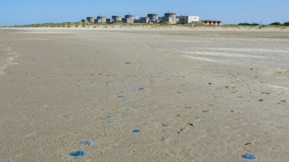 Quallenplage in Frankreich f&uuml;hrt erneut zu Atomreaktor-Abschaltung