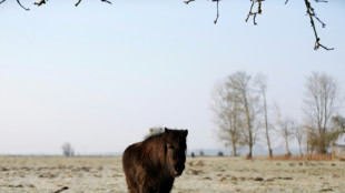 Pony f&auml;llt beim Einschl&auml;fern auf Tier&auml;rztin: Kein Anspruch auf Schmerzensgeld