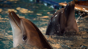 London: Russland richtet vor der Krim Kampfdelfine ab
