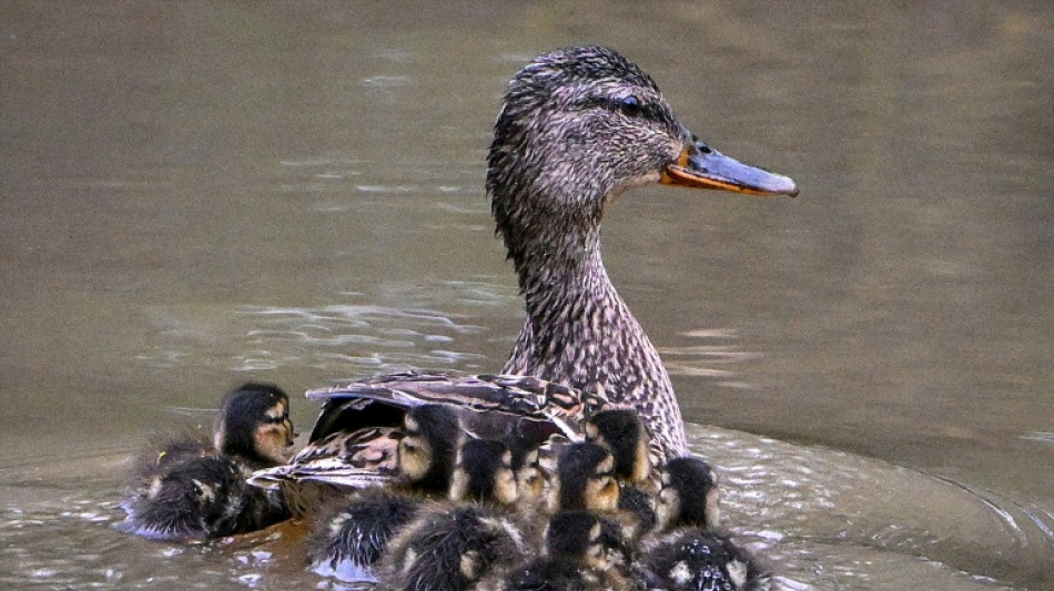 Entenk&uuml;ken aus Regenwasserrohr in Dresden gerettet