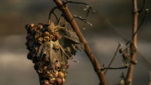 Affectés par le feu, les viticulteurs des Corbières attendent l'aide de l'Etat