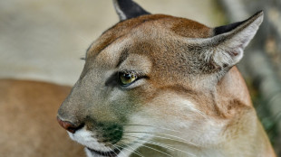 La presencia de pumas reduce las colisiones de veh&iacute;culos con ciervos