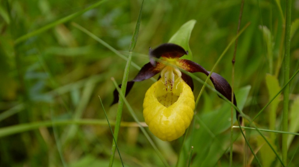 Una orquídea rara aparece por primera vez en estado salvaje en Reino Unido en un siglo