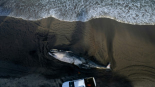 Mexique: une baleine retrouv&eacute;e morte sur une plage du Pacifique