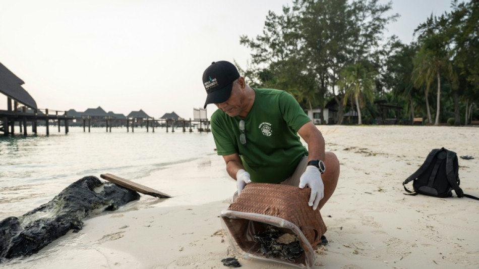 Frente al declive de las especies, la tortuga verde ofrece un rayo de esperanza