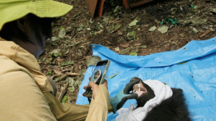 Dans les montagnes japonaises, une autre mani&egrave;re de g&eacute;rer les ours