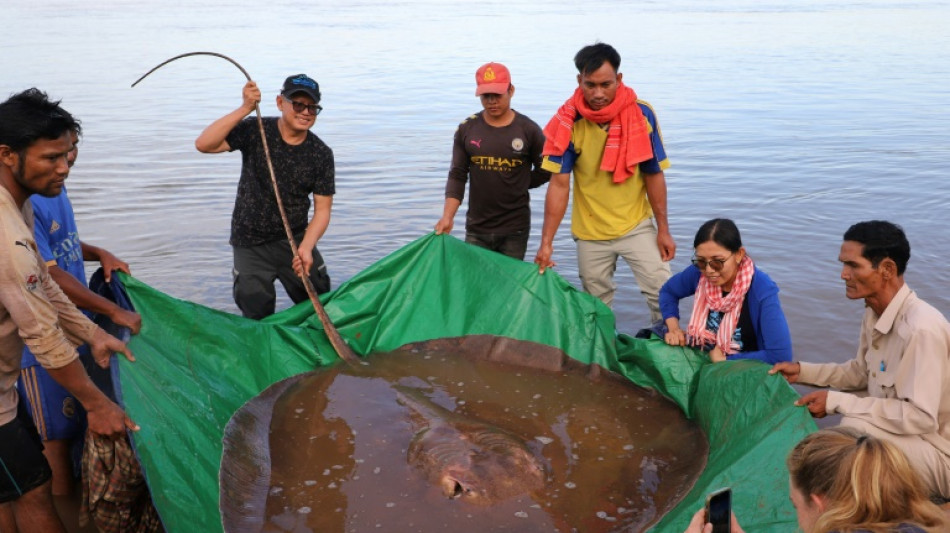 Cambodge: une raie de 4 mètres de long et de 180 kilos pêchée dans le Mékong