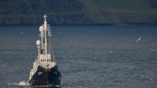 Suspenden la caza de ballenas en Islandia por segundo año consecutivo
