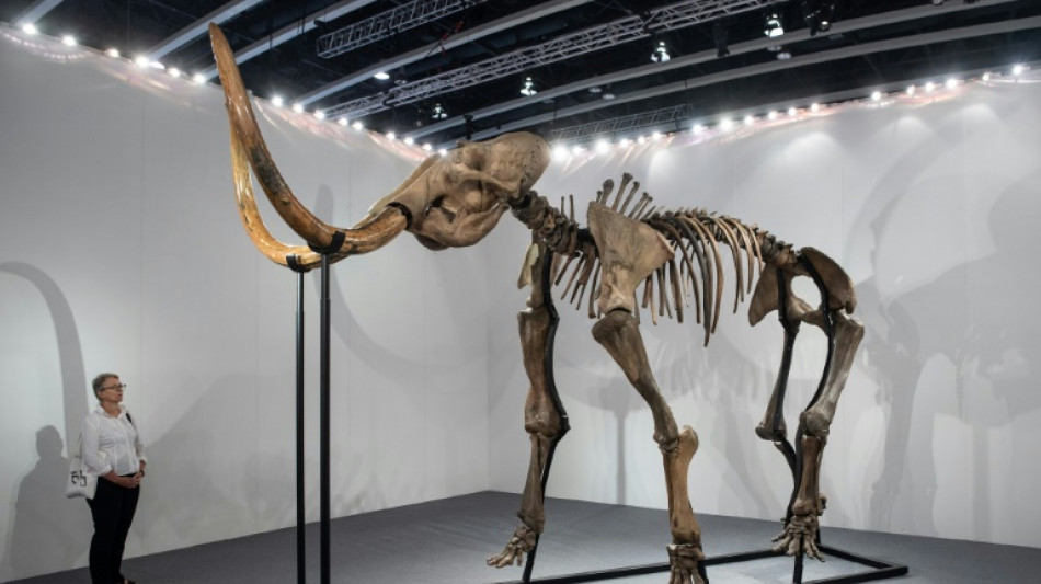 Cient&iacute;ficos presentan una alb&oacute;ndiga de carne de mamut