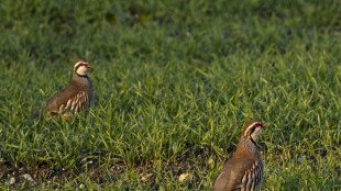 Jagdverband: Rebhuhnbestand in Deutschland leicht gestiegen