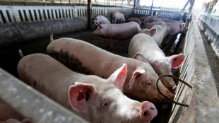 El gobierno espa&ntilde;ol "no excluye" que el origen del foco de peste porcina africana sea una fuga de laboratorio