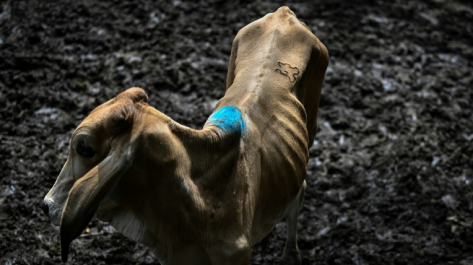 El Ni&ntilde;o trae una &eacute;poca de "vacas flacas" a los mercados de ganado de El Salvador