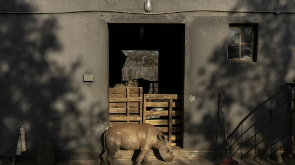 Rhino orphans get new South African home