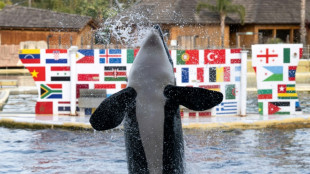 Un parque en España afirma cumplir las normas para acoger a las orcas de Francia