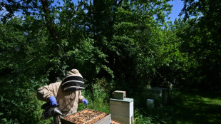 Apicultores y cient&iacute;ficos brit&aacute;nicos abordan el espinoso problema de la miel adulterada